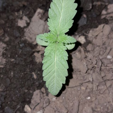 Kush growlog timeline photo