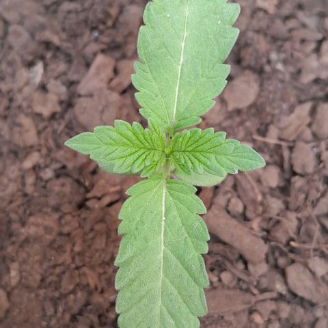 Kush growlog timeline photo