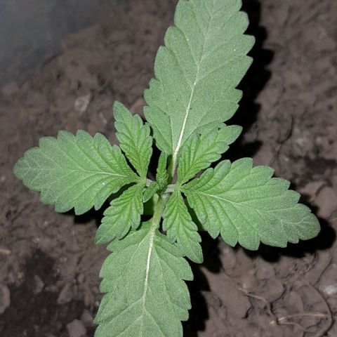 Kush growlog timeline photo