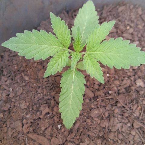 Kush growlog timeline photo