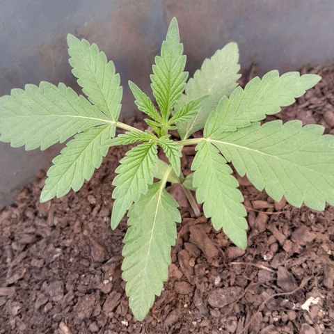 Kush growlog timeline photo