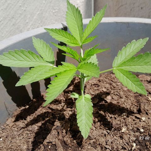 Kush growlog timeline photo