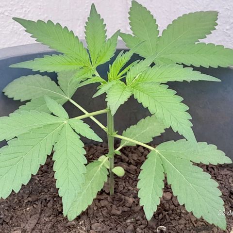 Kush growlog timeline photo