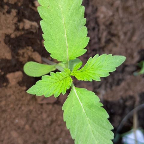 Verde limón  growlog timeline photo