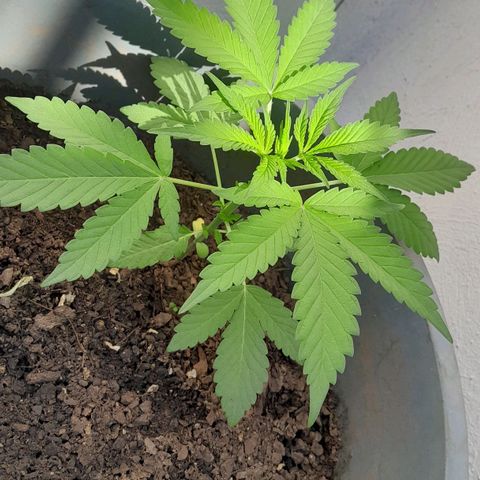 Kush growlog timeline photo