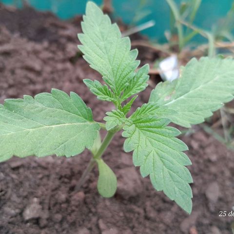 Verde limón  growlog timeline photo