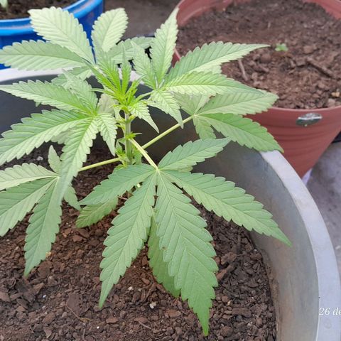 Kush growlog timeline photo