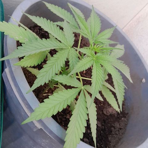 Kush growlog timeline photo