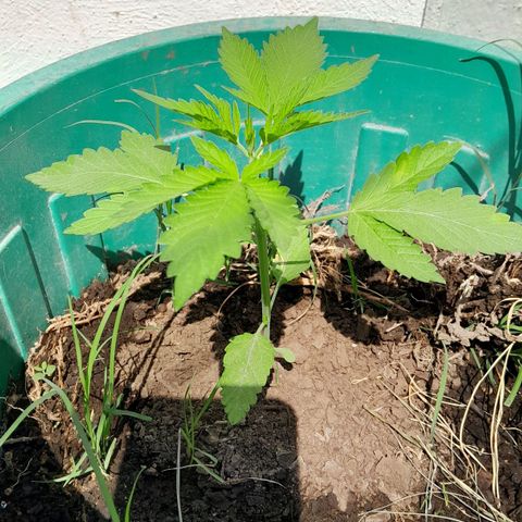 Verde limón  growlog timeline photo