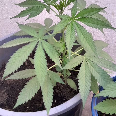 Kush growlog timeline photo