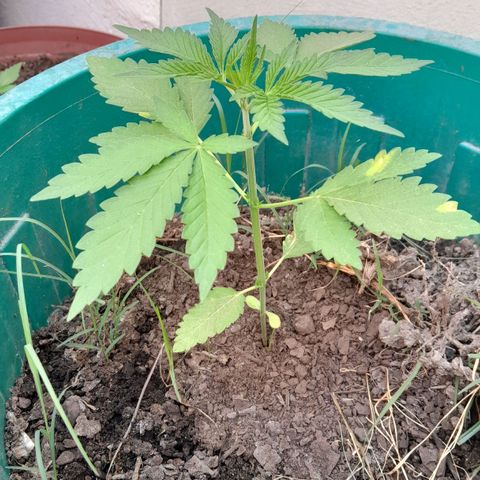 Verde limón  growlog timeline photo