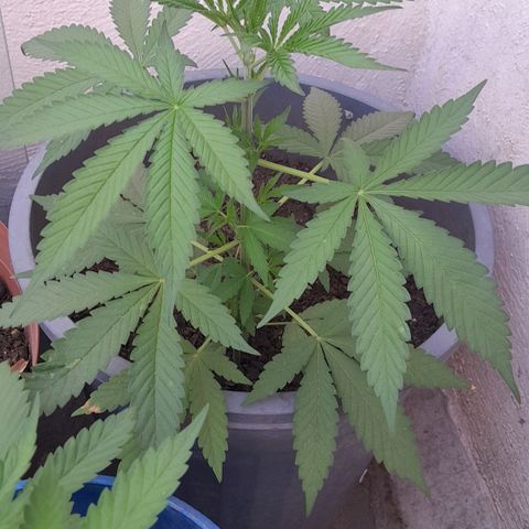 Kush growlog timeline photo