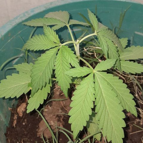 Verde limón  growlog timeline photo