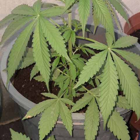 Kush growlog timeline photo