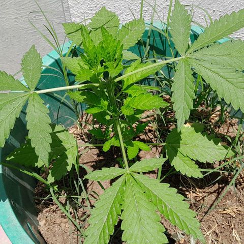 Verde limón  growlog timeline photo