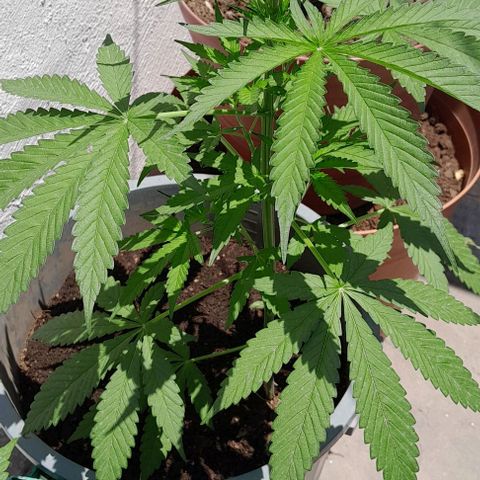 Kush growlog timeline photo