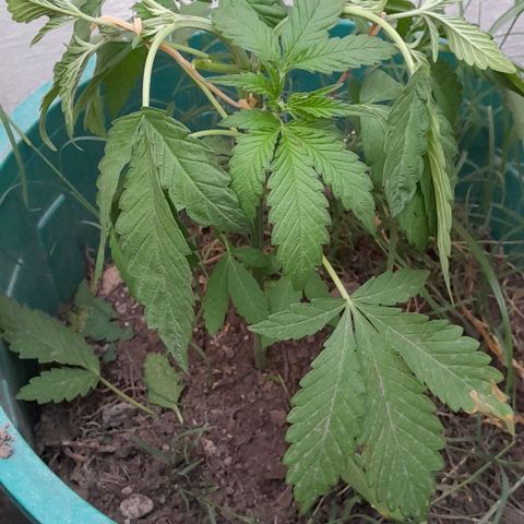 Verde limón  growlog timeline photo
