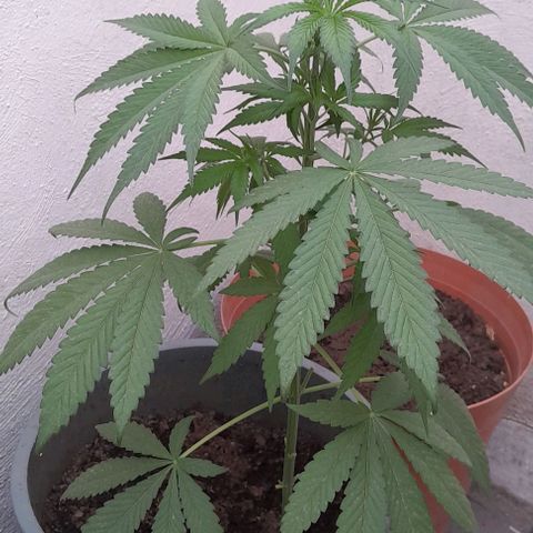 Kush growlog timeline photo