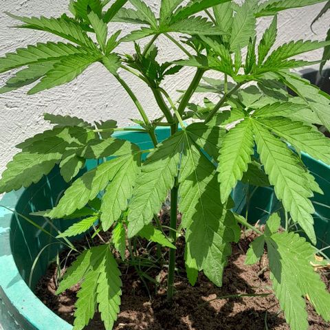 Verde limón  growlog timeline photo