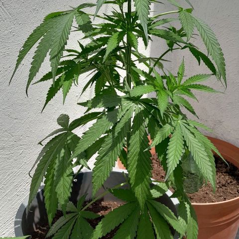 Kush growlog timeline photo