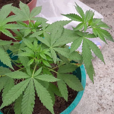 Verde limón  growlog timeline photo
