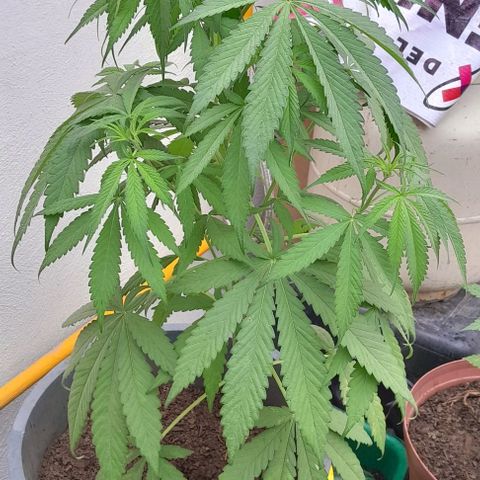 Kush growlog timeline photo