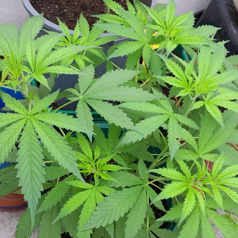 Verde limón  growlog timeline photo
