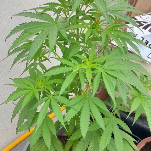 Kush growlog timeline photo