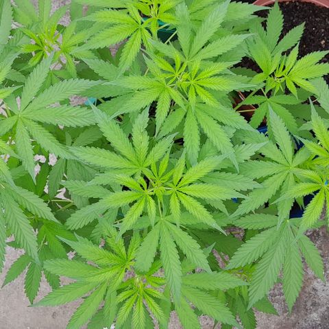 Verde limón  growlog timeline photo