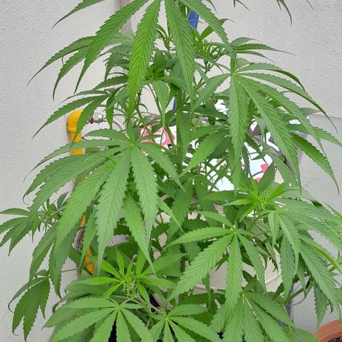 Kush growlog timeline photo