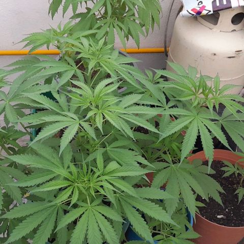 Verde limón  growlog timeline photo
