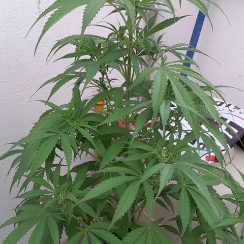 Kush growlog timeline photo