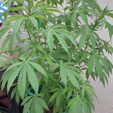 Verde limón  growlog timeline photo