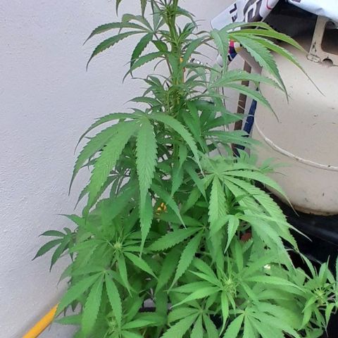 Kush growlog timeline photo