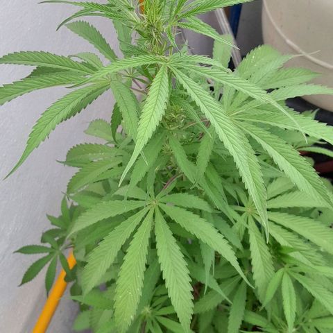 Kush growlog timeline photo