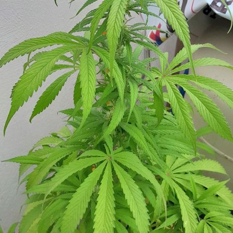 Kush growlog timeline photo
