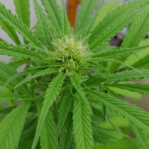 Kush growlog timeline photo