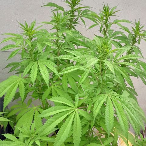 Verde limón  growlog timeline photo