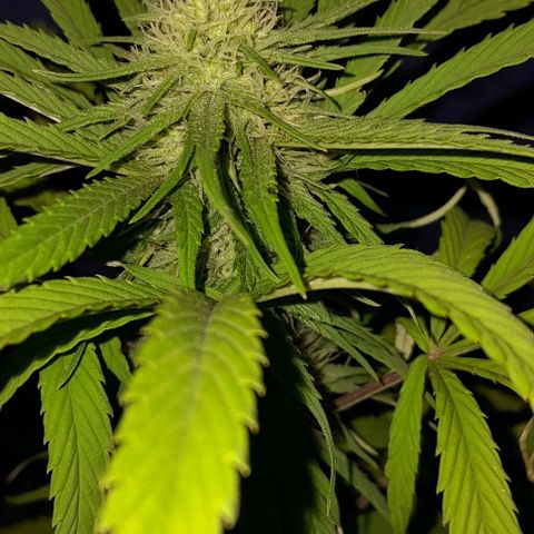 Kush growlog timeline photo