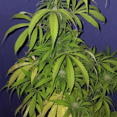 Kush growlog timeline photo