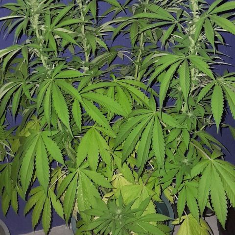 Verde limón  growlog timeline photo