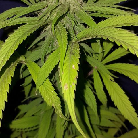 Kush growlog timeline photo