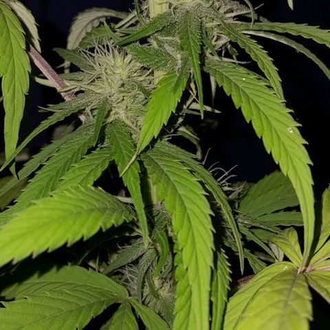 Kush growlog timeline photo