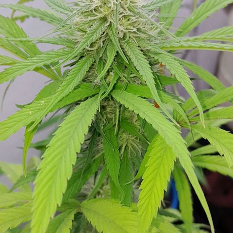 Kush growlog timeline photo