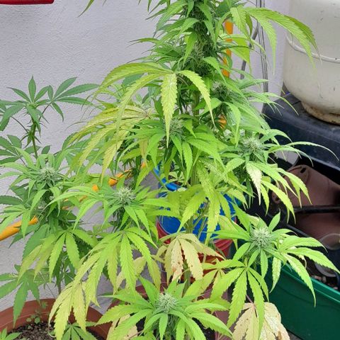 Kush growlog timeline photo