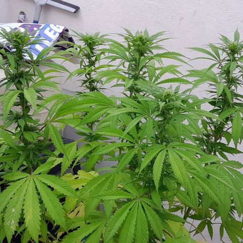 Verde limón  growlog timeline photo