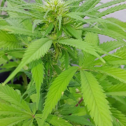 Verde limón  growlog timeline photo