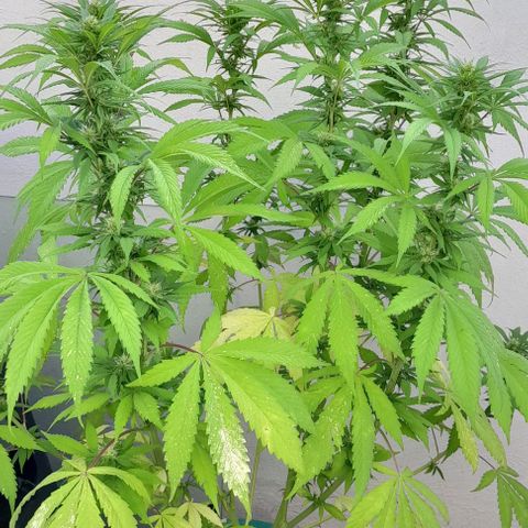 Verde limón  growlog timeline photo