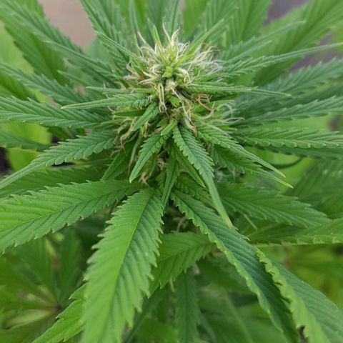 Verde limón  growlog timeline photo