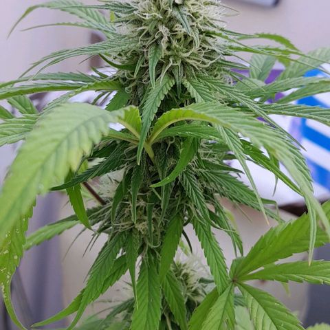 Kush growlog timeline photo